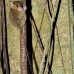 monkey_tarsier_eastern_tangkoko_v_0115_sul1290.jpg